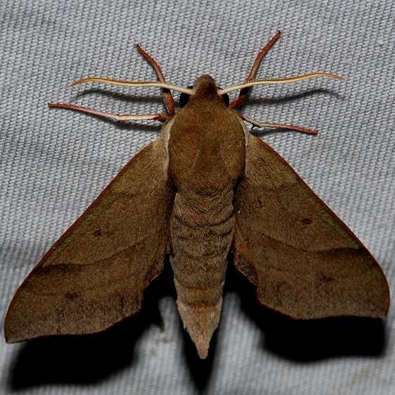 7885 Virginia Creeper Sphinx Kissimmee Prairie St Pk 3-11-13