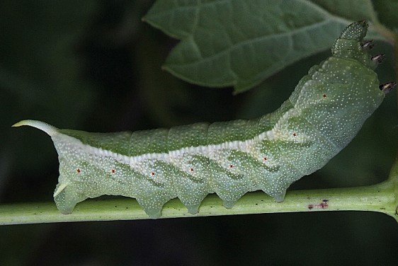 7885 Virginia Creeper Sphinx caterpillar on grape vine Matthias Grove Hocking Co Oh 9-3-19