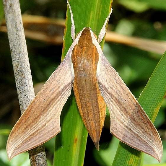 7890 Tersa Sphinx Moth yard 8-23-18 (2)_opt