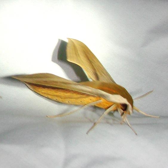 7890 Tersa Sphinx Royal Palm Everglades 2-26-12