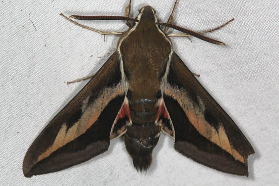 7893 Gallium Sphinx Moth Ash Rapids Lodge Lake of the Woods Ont 7-20-17 (16)_opt