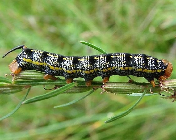 7894 White-lined Sphinx Hyles lineata Caterpillar Parker Canyon Lake Az 9-8-12