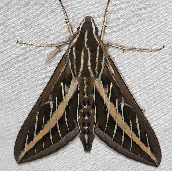 7894 White-lined Sphinx Moth yard 7-24-14