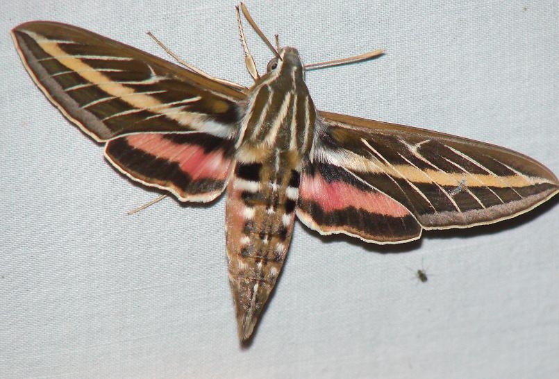 7894 White-lined Sphinx yard 8-26-08