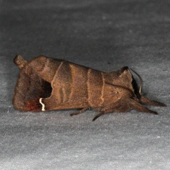 7895 Sigmoid Prominent Moth yard 8-12-15