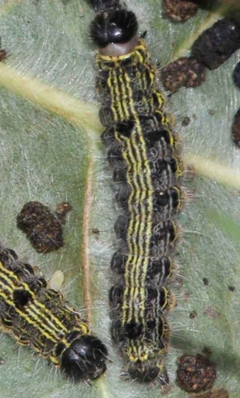 7896 Angle-lined Prominent Caterpillar Pleasant Valley Metro Pk 8-24-16 (1)