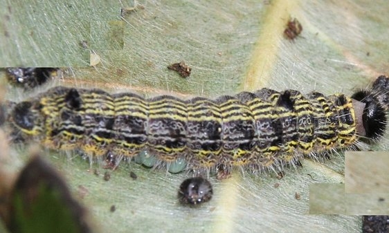 7896 Angle-lined Prominent Caterpillar Pleasant Valley Metro Pk 8-24-16