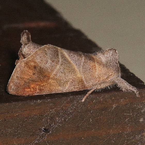 7896 Angle lined Prominent Moth Came out of pupa Denison Bio Preserve 7-9-19