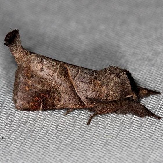 7896 Angle-lined Prominent Moth Kissimmee Prairie St Pk 2-16-14