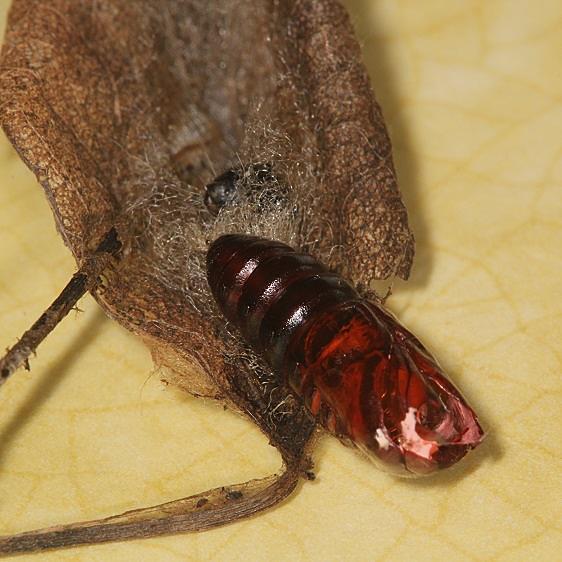 7896-Angle-lined-Prominent-Moth-Pupa-Denison-Bio-Preserve-7-9-19-4_opt