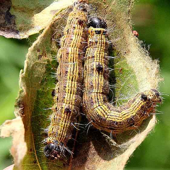 7896 Angle-lined Prominent Poplar Tentmaker on Aspen wrapped in leaf Denison Bio Preserve Granville Oh 7-5-19