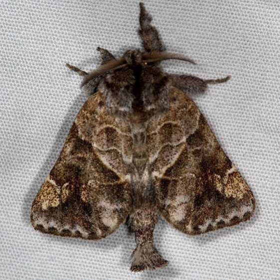 7898 Striped Chocolate-tip Moth Thunder Lake UP Mich 6-17-16 (7a)_opt