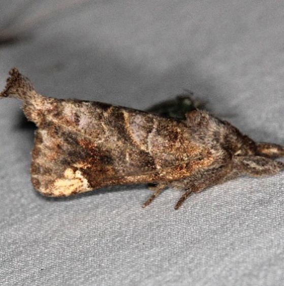 7898 Striped Chocolate-tip Moth Thunder Lake UP Mich 6-20-16 (20a)_opt