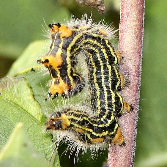 7902 Yellow-necked Caterpillar Breman Ohio Gardens 8-26-17 (2)_opt