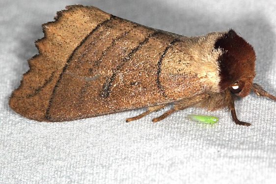 7903 Anguss Datana Moth Cabin 14 Shawnee St Pk 7-1-20