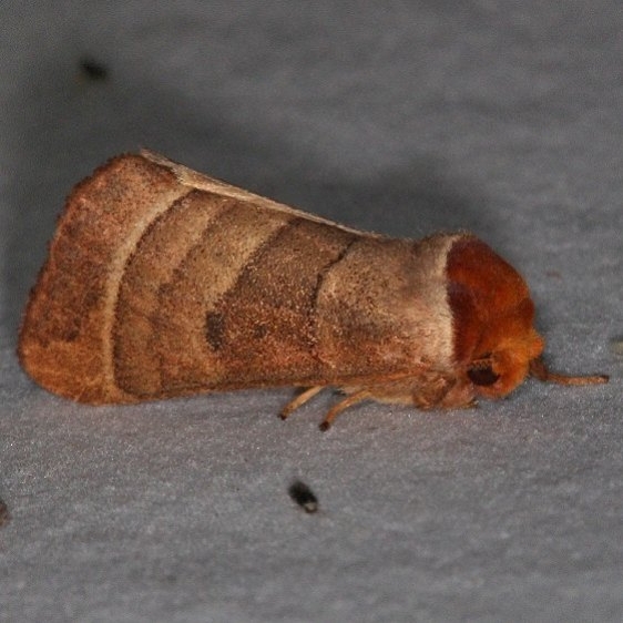 7905 Major Datana Moth yard 8-18-15