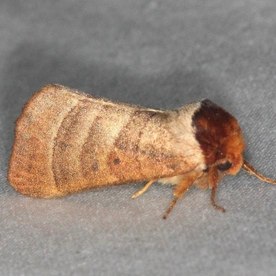 7906 Contracted Datana Moth yard 7-30-13