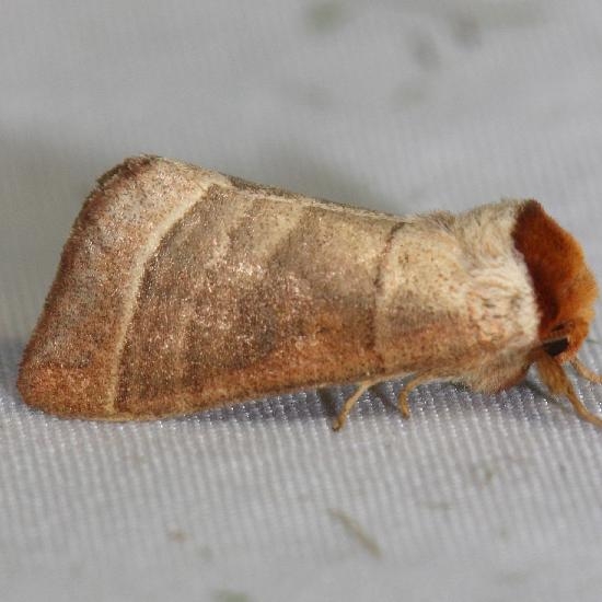 7907 Walnut Caterpillar Moth yard 6-5-12