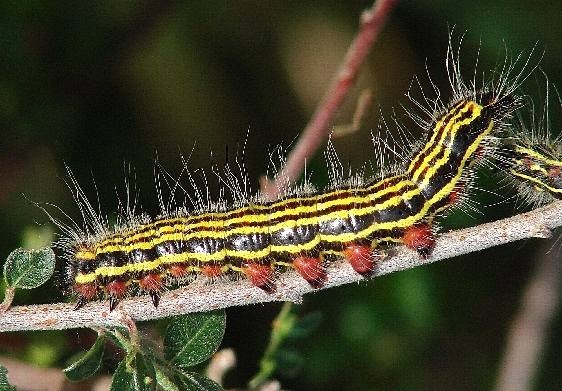7908 Datana perspicua Caterpillar Datana Sierra Vista Az 9-7-12