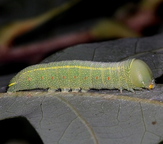 7915 White-dotted Moth caterpillar on White Oak yard 9-2-14