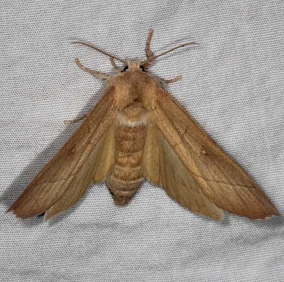 7915 White-dotted Prominent Moth Burr Oak St Pk at cabins Oh 6-27-14