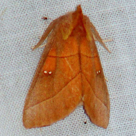 7915 White-dotted Prominent yard 8-14-08