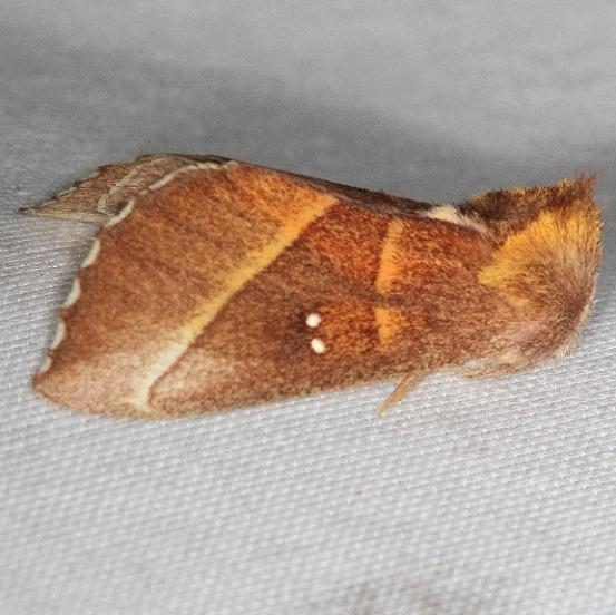 7915 White-dotted Prominent Carter Cave St Pk Ky 4-25-13