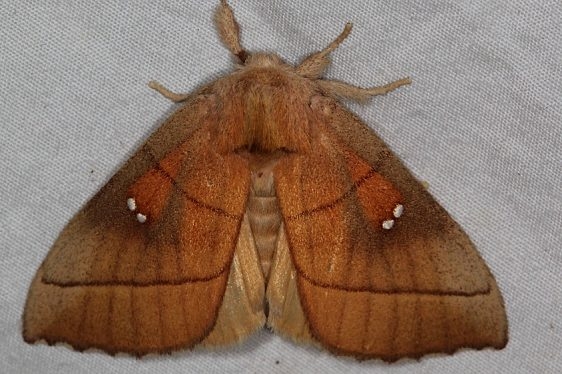 7916 Nadata oregonensis Devil's Canyon Manti-La Sal Natl Forest Utah 6-8-17 (62)_opt
