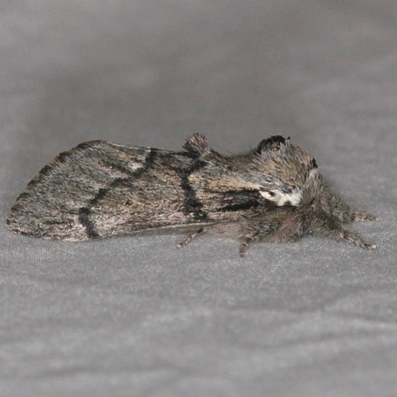 7918 Hyperaeschra tortuosa Devil's Canyon Campground National Forest Utah 6-7-17 (82)_opt