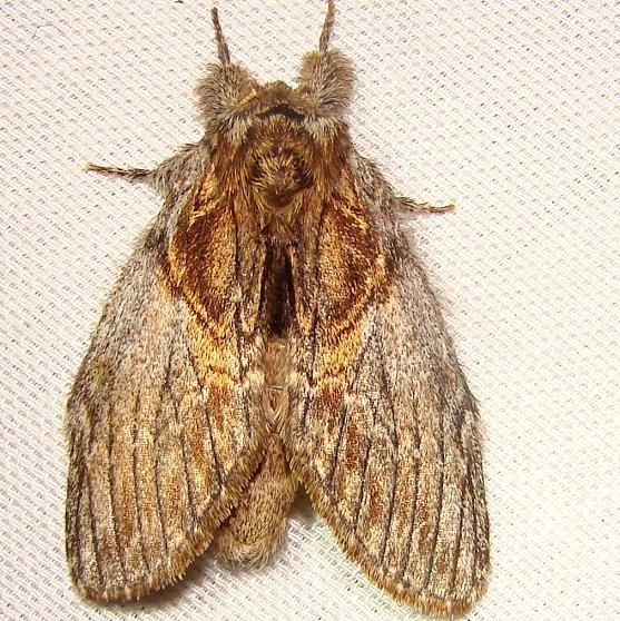 7919 Oval-Based Prominent Moth Jenny Wiley Ky 4-26-12