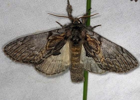 7919 Oval-based Prominent Moth Thunder Lake UP Mich 6-21-14