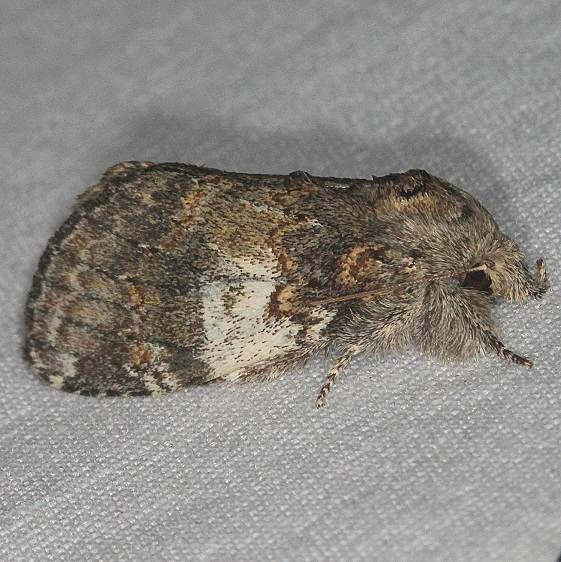 7920 Angulose Prominent Moth Silver Springs St Pk Fl 9-24-18 (64)_opt