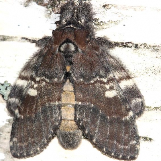 7921 Chockolate Prominent Moth Thunder Lake UP Mich 6-23-12