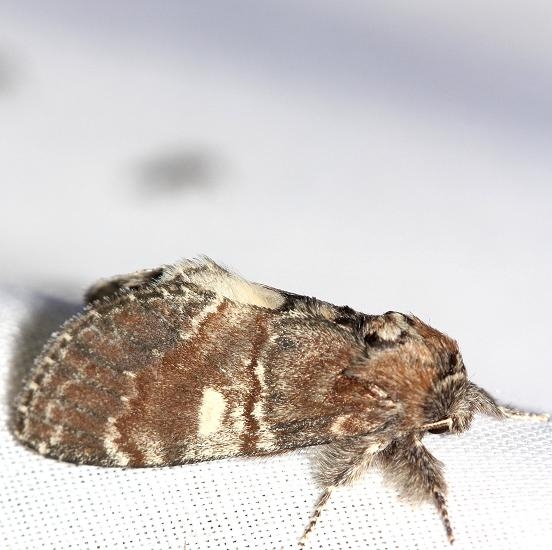 7921 Chocolate Prominent Thunder Lake UP Mich 6-26-12