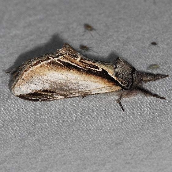 7922 Black-rimmed Prominent Moth Thunder Lake Up Mich 6-22-14
