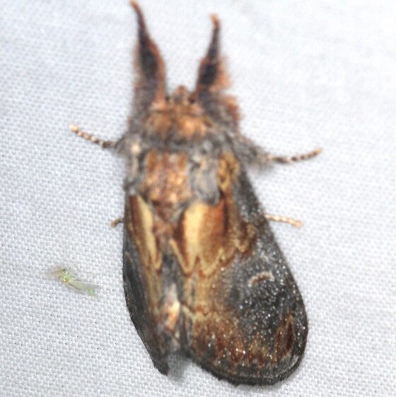 7926-Finned-willow-Prominent-Goose-bay-Camp-Lac-Seul-Ont-7-4-24-2