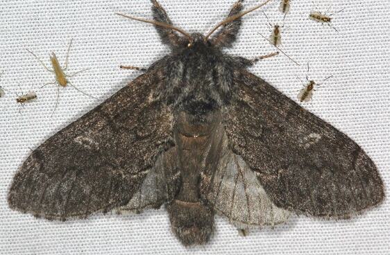 7928-Northern-Finned-Prominent-Goose-Bay-Camp-Lac-Seul-Canada-7-27-22