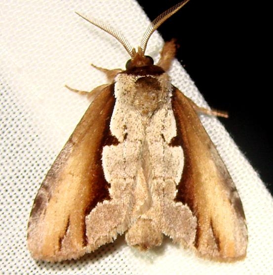 7929 Double-toothed Prominent Moth Jenny Wiley Ky 4-26-12