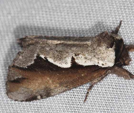 7929 Double-toothed Prominent Moth Lake of the Woods Ontario 7-27-16 (11a)_opt