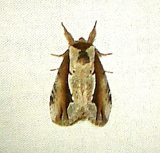 7929 Double-toothed Prominent yard 5-9-11_opt