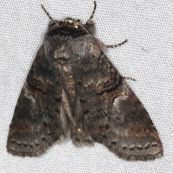 7930 Linden Prominent Moth Burr Oak St Pk at cabins Oh 6-27-14