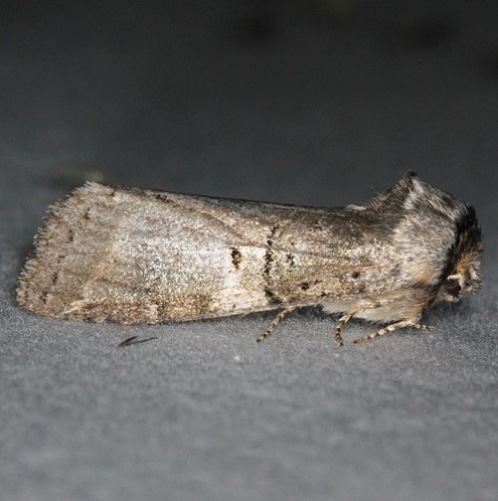 7930 Linden Prominent Moth Thunder Lake UP Mich 6-25-14