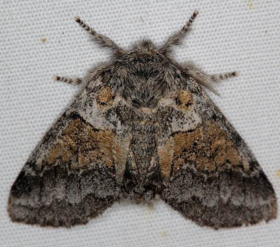 7931 Common Gluphisia Moth yard 7-12-16 (1a)_opt
