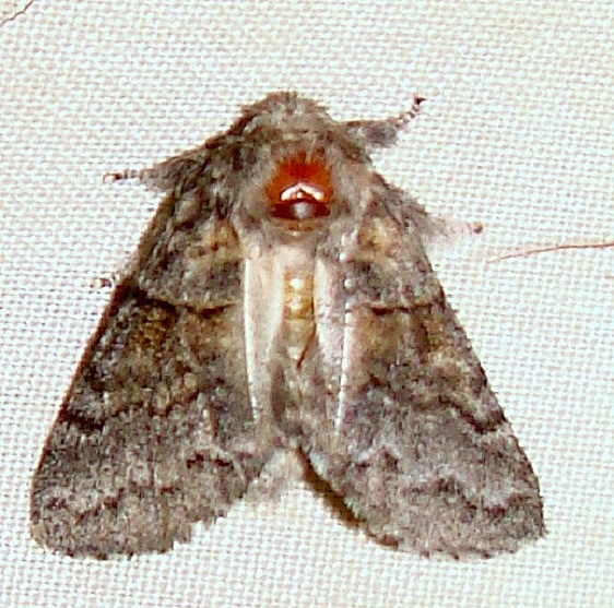 7934-Gluphisia lintneri Thunder Lake UP Mich 6-18-11