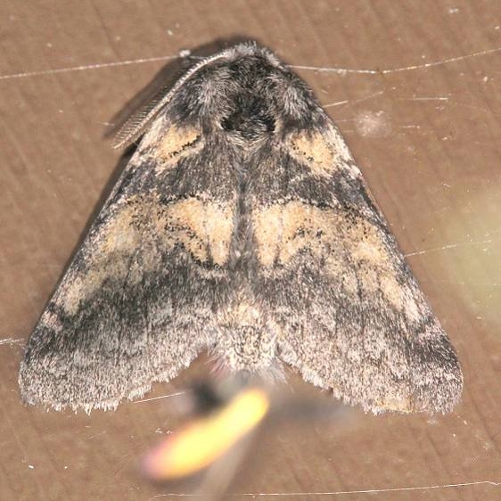 7934 Lintner's Gluphisia Moth Lake of the Woods Ash Rapids Lodge 7-16-17 (82)_opt