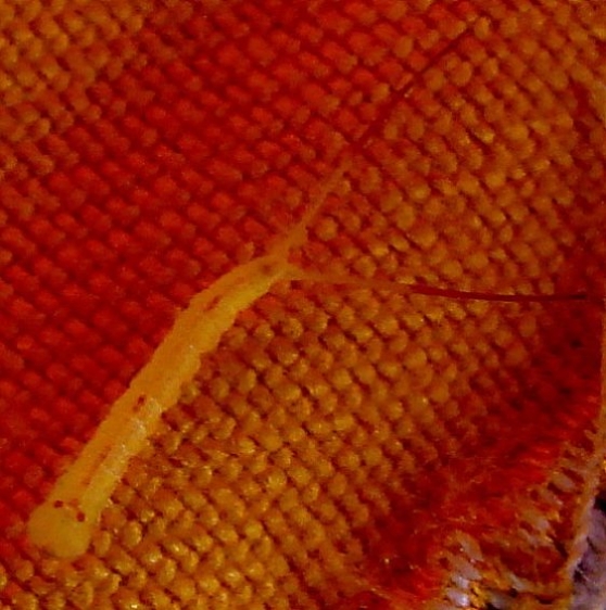 7936-7 Furcula Prominant Caterpillar Camp Mary Ortin Oh 8-10-09
