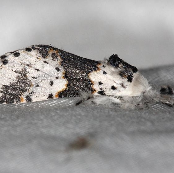 7936 White Furcula Moth yard 5-16-13