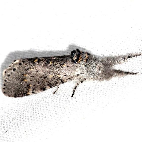 7937 Gray Furcula Moth Thunder Lake Mich UP 6-25-13