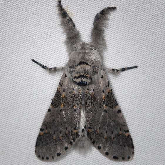 7937 Gray Furcula Moth Thunder Lake UP Mich 6-21-14