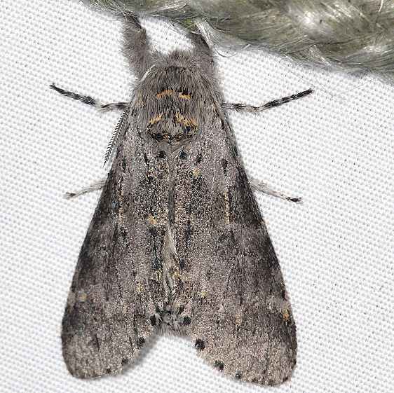7937 Gray Furcula Moth yard 8-8-20